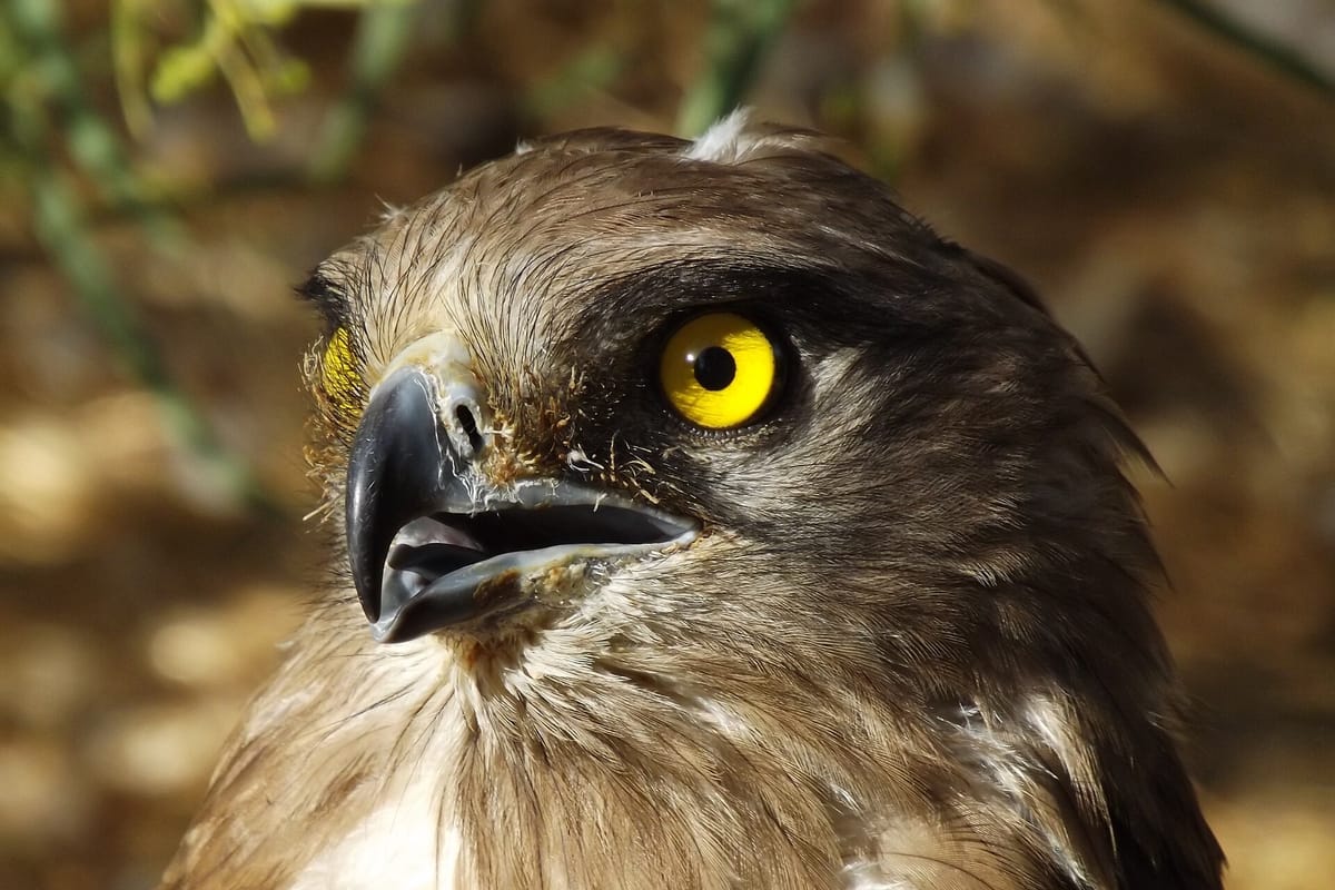 Quercus Nursed About 1,180 Wild Animals in Six Months, Mostly Chicks Fallen From the Nest, and Gives the Number to Call if You Find One Hurt