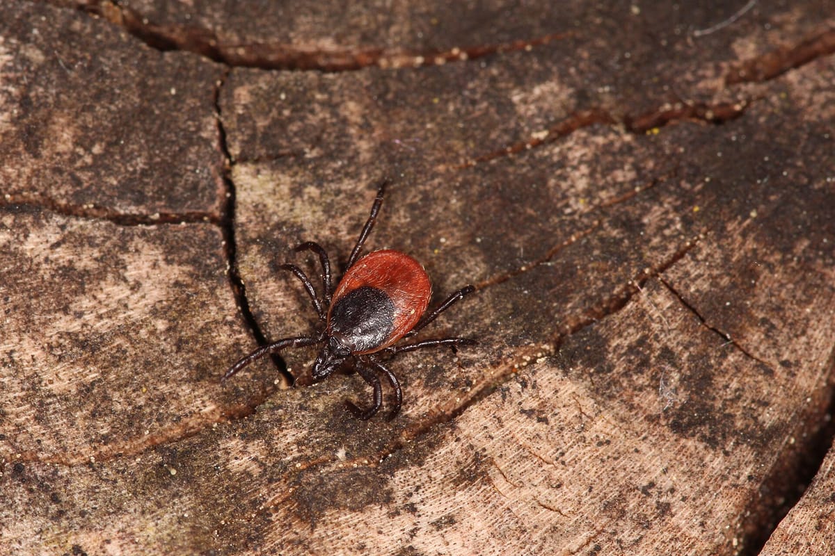 Ticks Turn Up Again in a Vila Real Hospital Inpatient Area, Forcing a Second Disinfestation and the Rebooking of Some Planned Operations