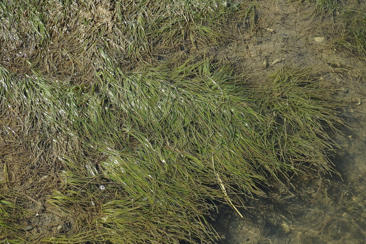 Seagrass Restoration Moves Toward Portugal's Voluntary Carbon Market: a Method Proposed by Airport Operator ANA Is Open for Comment Until 22 November