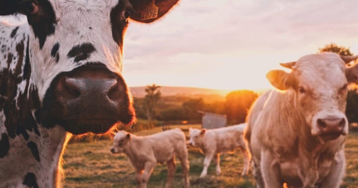 Portugal's Farming Sector Declares Nearly 500 Million Euros in Storm Losses as Government Aid Remains Out of Reach