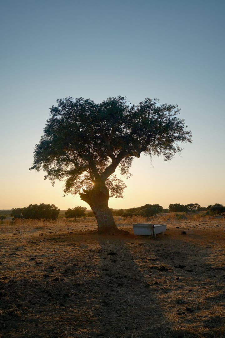 Lone cork oak (sobreiro) in an Alentejo field at sunset, anchoring Portugal's 2026 cork-harvest tirada window.