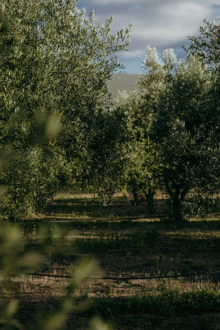 Portugal's 2025–2026 Olive Oil Campaign Closes at 160,000 Tonnes — Production Has Quintupled in 26 Years and Is Worth €700 Million as CEPAAL Pushes a Portuguese Brand to Reclaim the Margin That Currently Flows to Spanish and Italian Bottlers