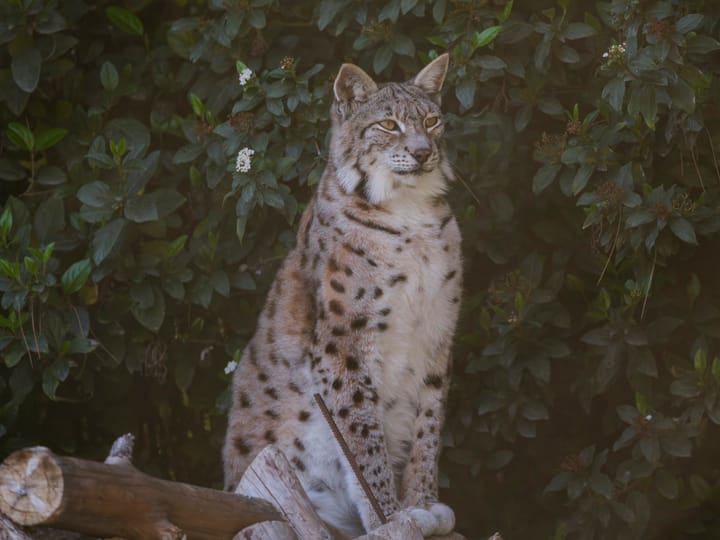 The Iberian Lynx in Portugal in 2026 — A Practical Guide to the New Serra da Malcata Reintroduction Site, the Vale do Guadiana Wild Population, the Silves Captive-Breeding Centre, the PACLIP 2026-2030 Plan, and Where to See One