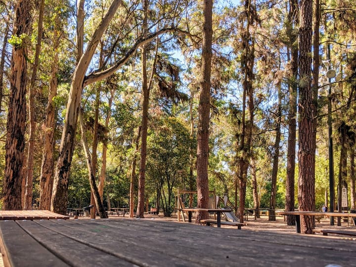 Lisbon's Urban Tree Canopy Reads 16.8% on the European Environment Agency Tally and 21.28% on the Câmara File — Acta Médica Portuguesa Frames the 30% Target as a 40%-of-Urban-Heat-Deaths Lever