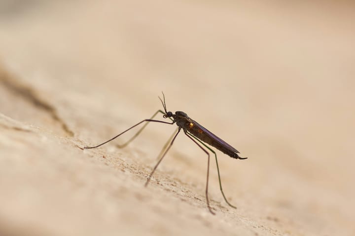 INSA's 2025 REVIVE Report Puts Aedes albopictus in 28 Mainland Municipalities — Lisboa, Oeiras, Almada and Sesimbra Join the Tiger-Mosquito Footprint as Dengue Serotype 2 Persists in Madeira's Aedes aegypti