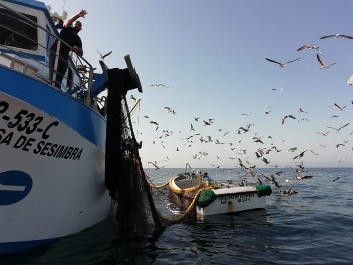 Portugal's Sardine Campaign Reopens 4 May 2026 After Five-Month Closure — Diário da República's 22 April Despacho Locks a 33,446-Tonne National Quota and Per-Vessel Daily Caps Through the 1 June Step-Up