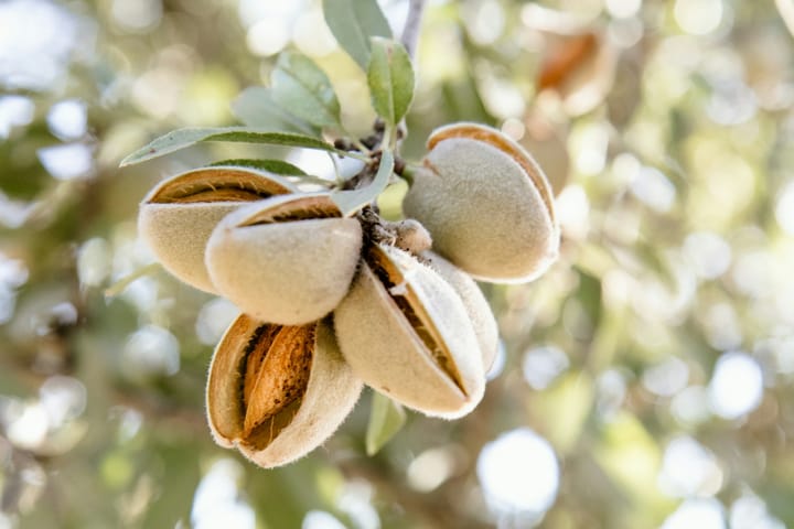 Portuguese Almond Exports Cross €115.45 Million in 2025 as Shelled Volumes Overtake In-Shell for the First Time at 65% of Value — Sector Targets the Fourth Global Producer Slot Behind the US, Spain and Australia