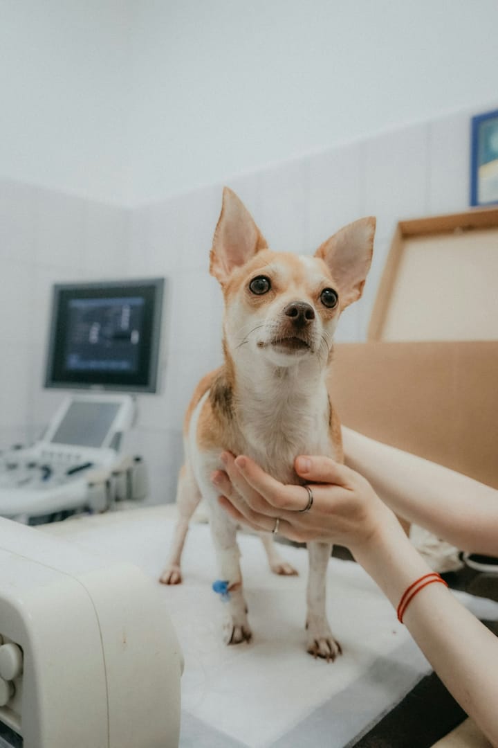 OMV Bastonário Pedro Fabrica Launches a National Petition From the 11º Encontro de Formação on 23 May to Force a Plenary Debate on the 23% Companion-Animal VAT Versus the 6% Production-Animal Rate