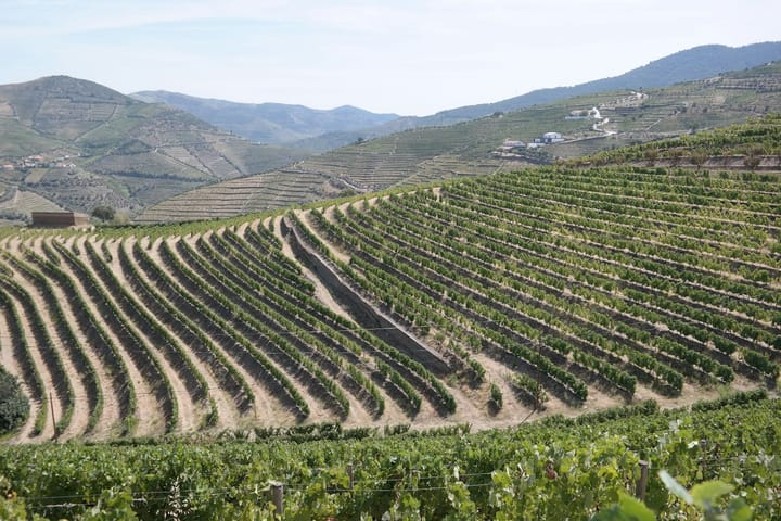 Monção-Melgaço Alvarinho Producers Draw €6+ Million in Vineyard Investment as Anselmo Mendes Books €5.5M Revenue, Soalheiro Ships 480,000 Bottles to 55 Markets and Grape Prices Hit €1.20/kg
