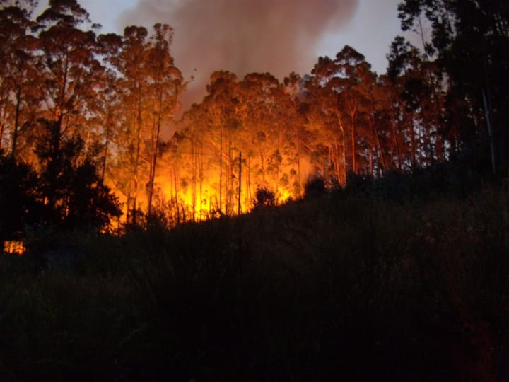 A eucalyptus forest burns at night in Portugal, with flames rising between scorched trees and heavy smoke overhead