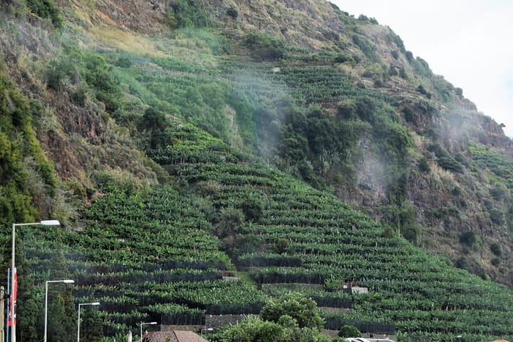 Terraced banana plantations climbing a steep hillside on the island of Madeira, Portugal
