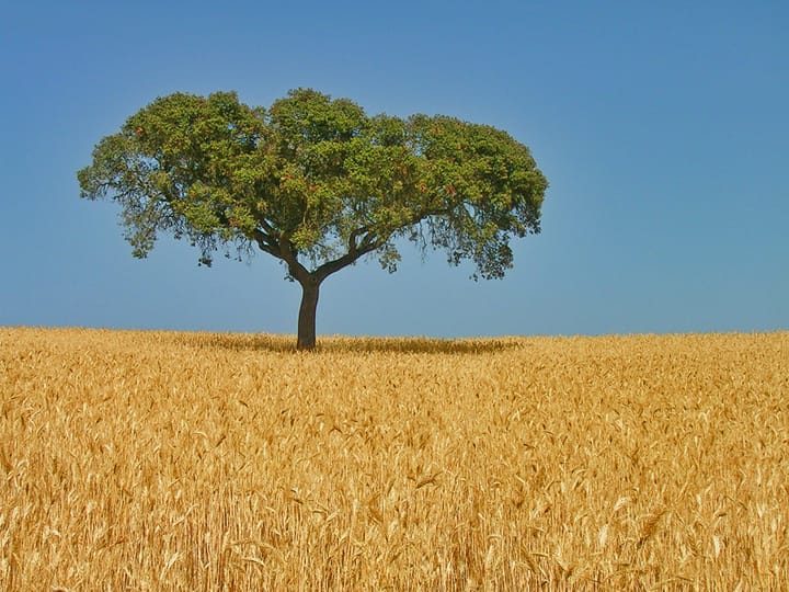 A lone cork oak in a golden wheat field under a clear blue sky in the Alentejo, southern Portugal