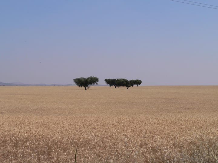 A golden dry wheat field with cork oak trees under a hazy blue summer sky in Portugal's Alentejo interior