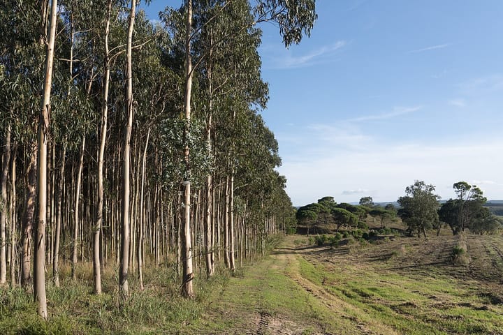 A plantation of tall eucalyptus trees beside open farmland and umbrella pines in rural Portugal
