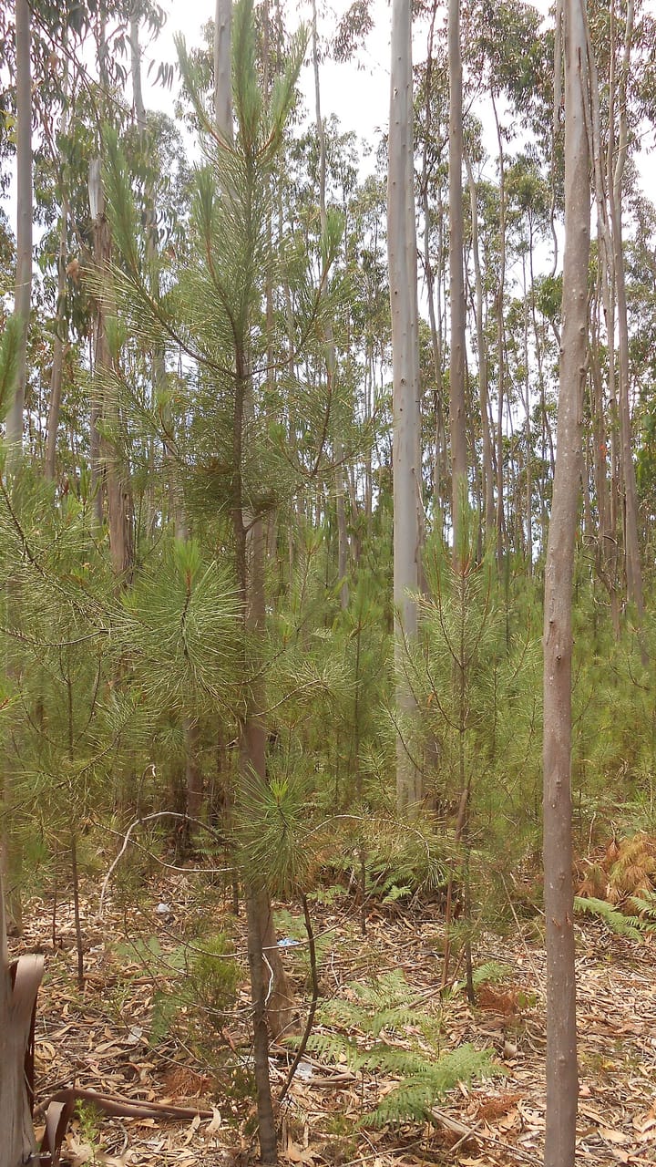 A young managed forest of pine and eucalyptus trees in central Portugal, slender trunks and green undergrowth typical of the country's fire-prone woodland