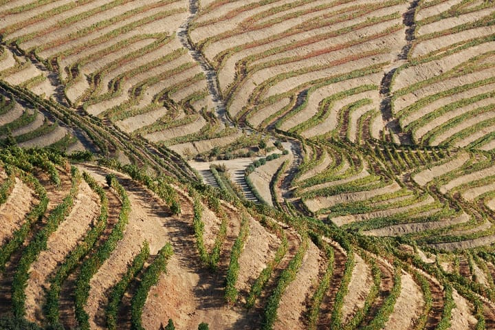 Terraced vineyards of the Douro Valley in Portugal, green vine rows curving across sunlit hillside slopes