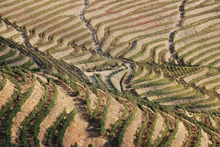 Terraced vineyards climbing the steep slopes of the Douro Valley in northern Portugal