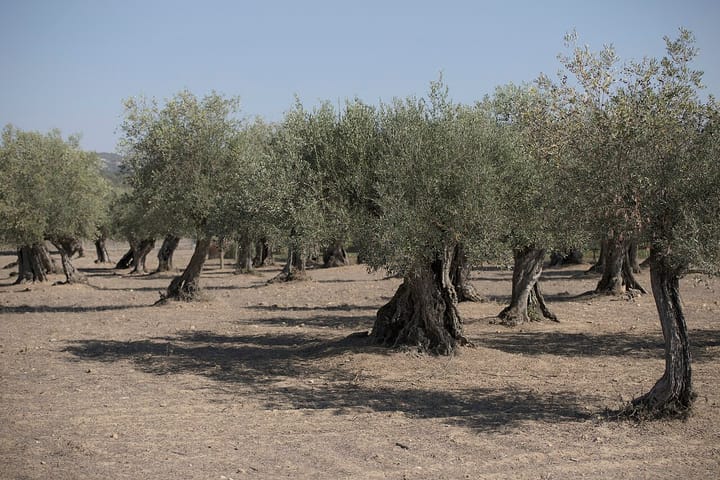 A grove of mature olive trees on dry, sun-baked soil in Portugal