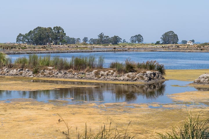 A tranquil salt-marsh landscape in the Salinas de Aveiro, with an island of reeds and vegetation rising from shallow lagoon water under a clear sky in central Portugal