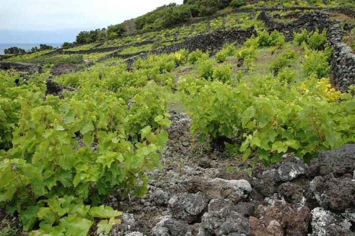 Green vines growing between low black basalt walls in the terraced lava-stone vineyards of Pico island in the Azores, with the Atlantic visible on the horizon