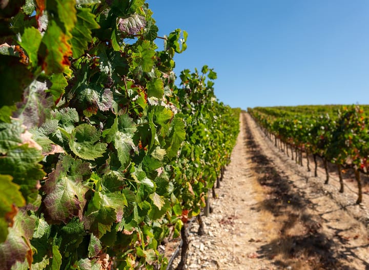 Rows of green vines in a sunlit vineyard in the Alentejo region of Portugal, with dry soil between the rows under a clear blue sky