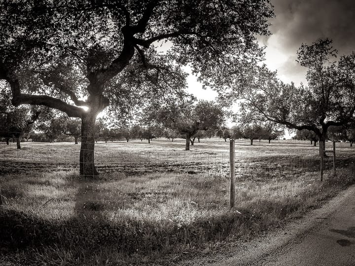 Portugal Has the Science to Climate-Proof Its Land. A New Report Says It Lacks the Nerve to Act.