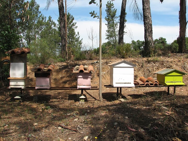 A small Portuguese apiary at Torres Novas, its hives weighted down with roof tiles among pines and eucalyptus