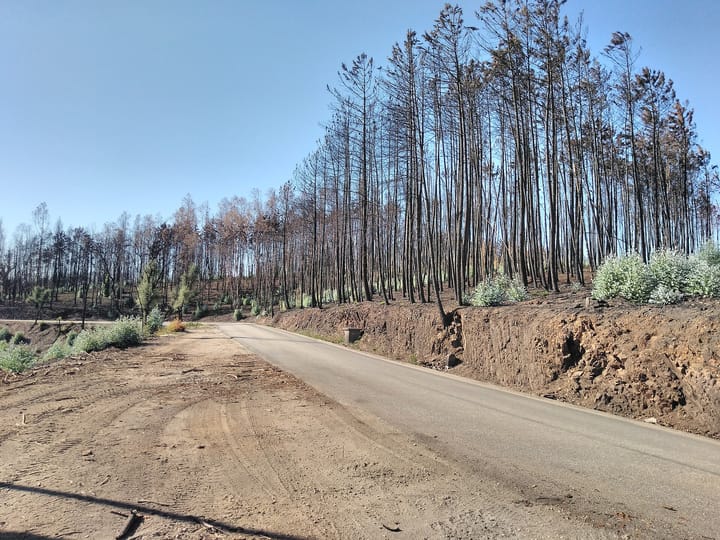A parched Portuguese landscape after wildfire near Pedrogao Grande, with charred pine trees, dry dusty ground and a road under a hot clear sky