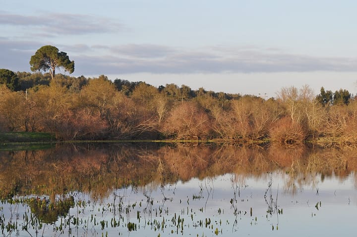 Still water at the Paul do Boquilobo nature reserve in Portugal at dawn, reflecting a line of bare winter trees and a tall umbrella pine under a pale sky