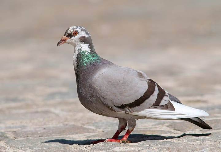 A rock pigeon (Columba livia)