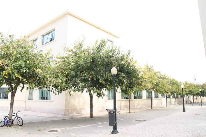 The pale exterior of a Lisbon state school behind a line of street trees, with calcada paving, a lamp post and a bicycle parked against a trunk.