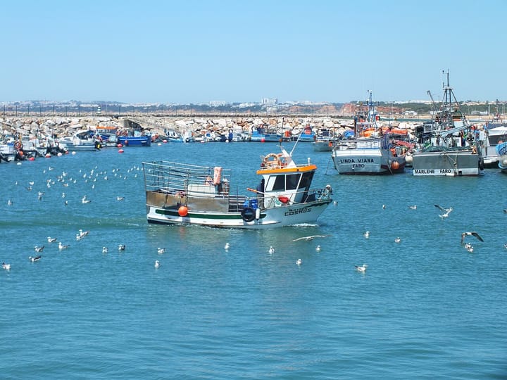 A Portuguese fishing boat coming into Quarteira harbour past Faro-registered trawlers, with gulls following across the water