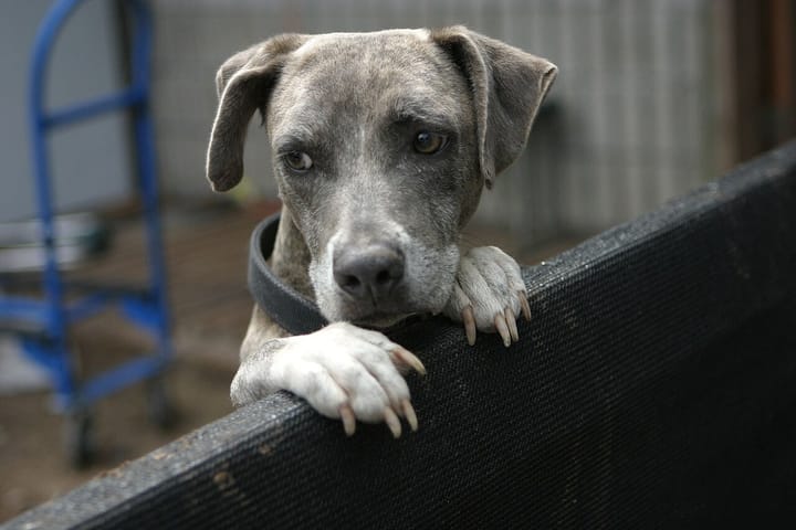 A grey brindle dog resting its front paws on top of a fence and looking over it toward the camera