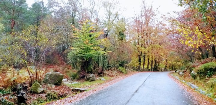 Autumn woodland in the Peneda-Geres National Park, one of the pilot areas named in Portugal's nature restoration plan