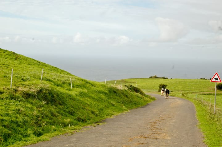 Two black and white dairy cows walking along a narrow tarmac lane between green pastures on an Azorean hillside, with the Atlantic behind them and a cattle warning sign.