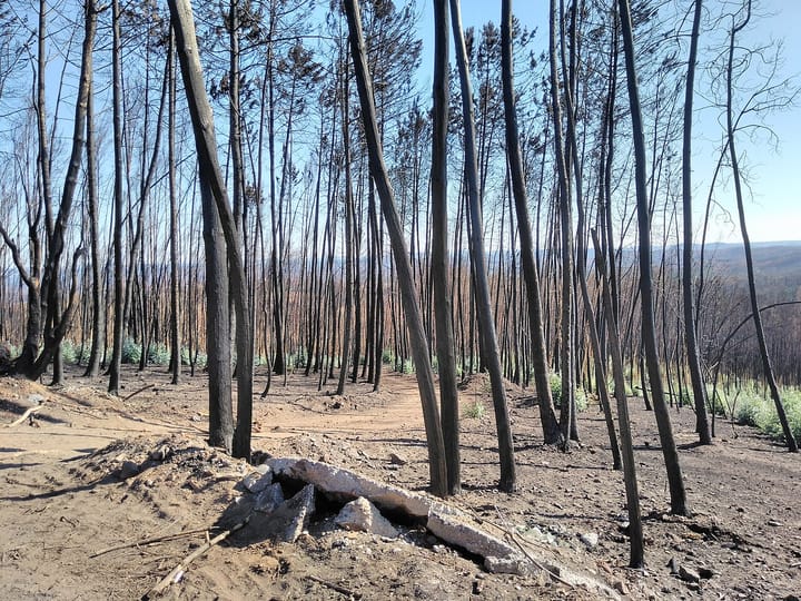 A hillside of scorched pine trunks and bare ground in central Portugal after a forest fire, with burnt ridges on the horizon