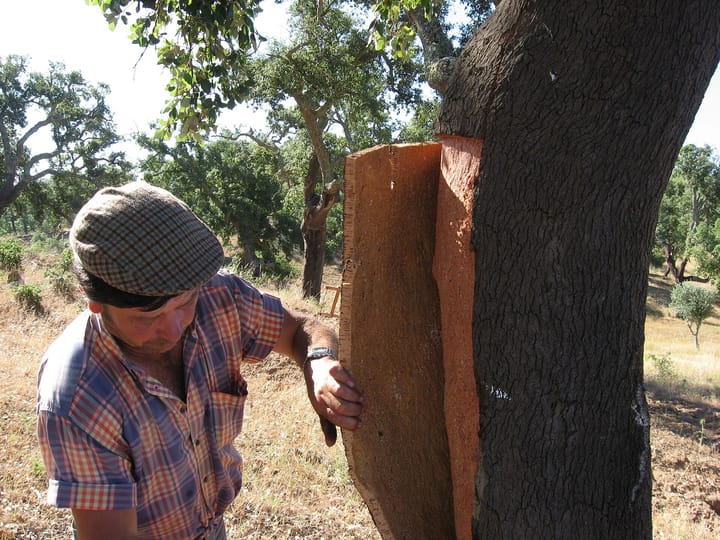 A worker lifting a slab of cork away from the stripped red trunk of a cork oak in a Portuguese montado