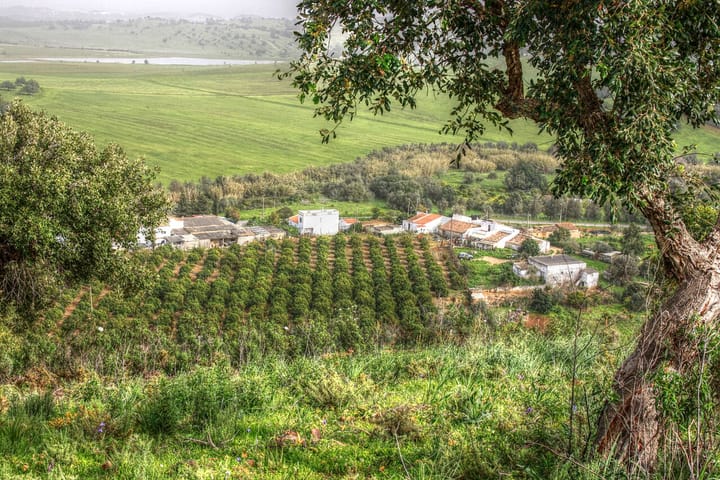An orange grove and white farm buildings set among green fields in the Algarve, framed by an olive tree in the foreground