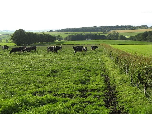 A herd of black-and-white Holstein-Friesian dairy cows grazing on green pasture under a cloudy sky