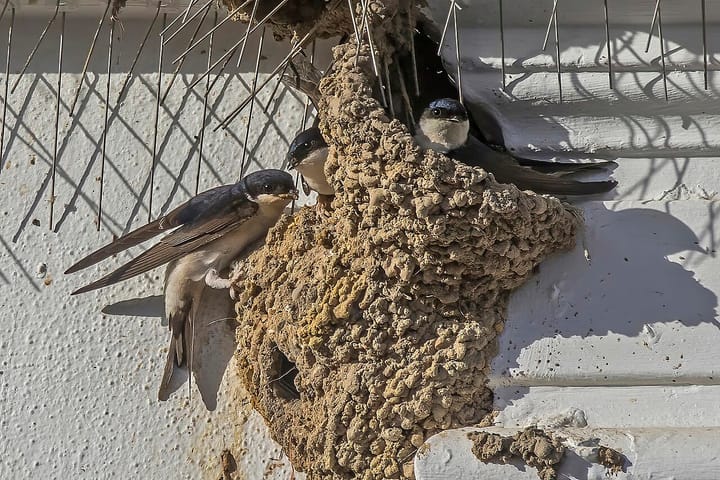 House martins feeding their chicks at a mud nest built under the eaves of a white-painted building