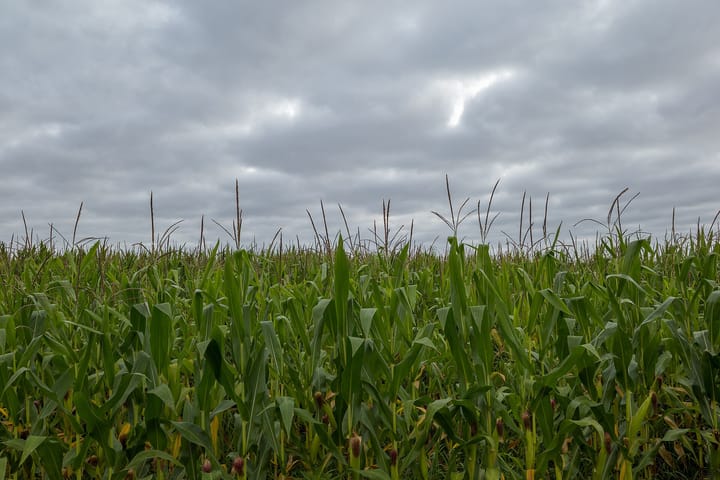 A maize field in Monte Real, Portugal, its tasselled stalks filling the frame under a heavy grey sky
