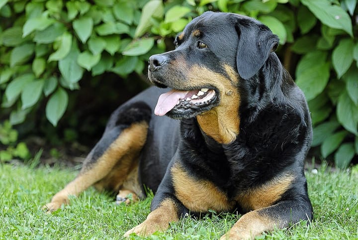 A black and tan Rottweiler lying on a garden lawn in front of a dense green hedge, mouth open and looking off to one side.