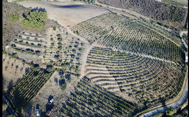 An aerial view of terraced old vineyards and scattered olive trees on a dry hillside at Quinta Vale dos Montes, in the Valpacos sub-region of Tras-os-Montes.