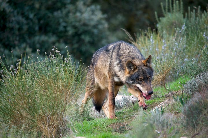 Portugal Drops the Sliding-Scale Cuts to Iberian Wolf Compensation and Will Now Pay for Missing and Newborn Animals