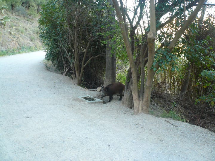 An adult wild boar standing at the edge of a gravel track, with Mediterranean scrub, pines and a low stone drain beside it.