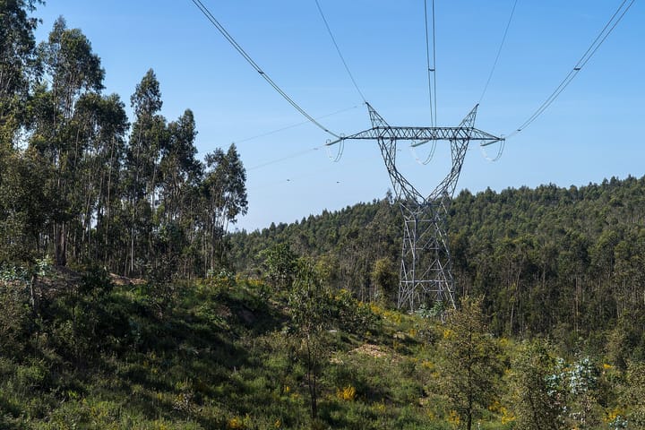 An electricity transmission pylon carrying high-voltage lines across eucalyptus woodland at Rio Maior in central Portugal, under a clear sky.
