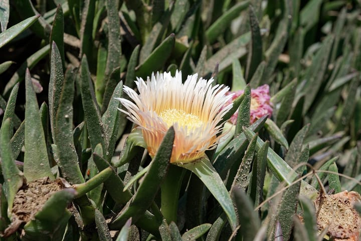 A pale yellow flower of the invasive ice plant, Carpobrotus edulis, among its fleshy leaves at Cabo da Roca