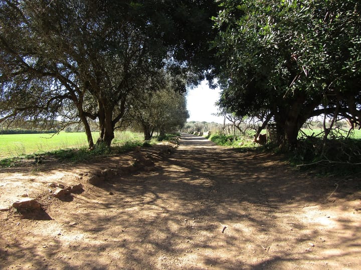 An unpaved farm track running between green fields at Varzea de Quarteira in the Algarve, shaded by carob and olive trees leaning in from both verges, with loose stones marking the edges.