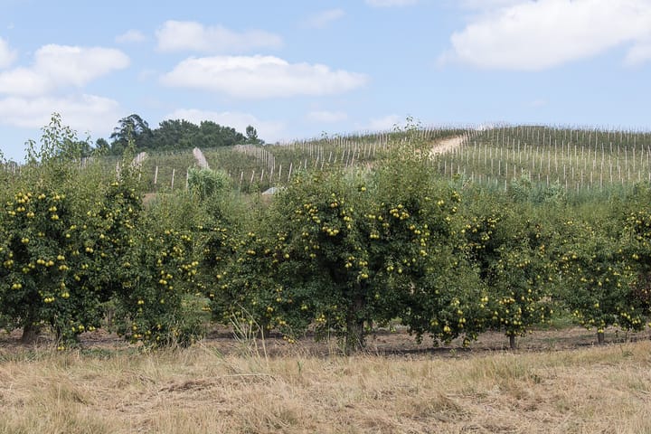 Rows of pear trees heavy with fruit in an orchard at Bombarral in the Oeste, with a trellised orchard covering the hillside behind under a blue sky.