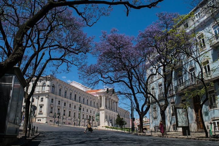 The Palácio de São Bento in Lisbon, seat of the Assembleia da República, its white neoclassical colonnade framed by jacaranda branches in purple flower along the street in front.